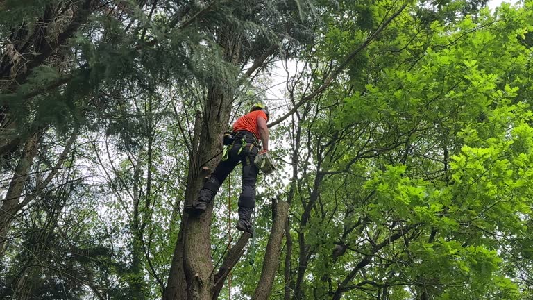 Old Westbury, NY Tree Removal and Landscaping Services Company